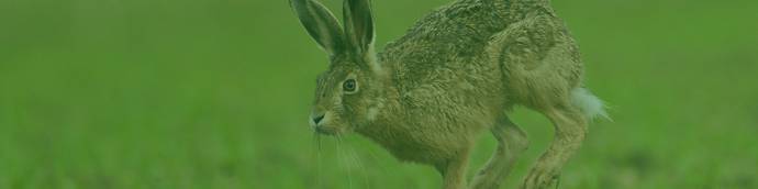 The four governments of the UK work jointly to achieve the Global Biodiversity Framework